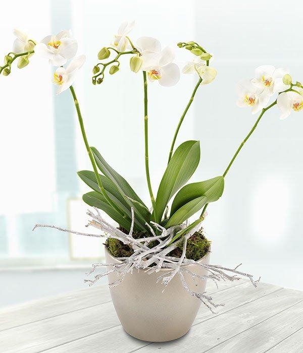 White Orchid Duo
